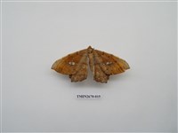 藏品(尺蛾213)的圖片